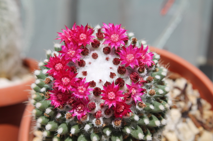 cactusi infloriti 039