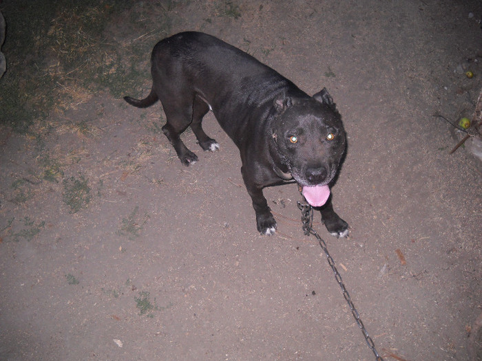 tyson - Agentul de paza PITBULL