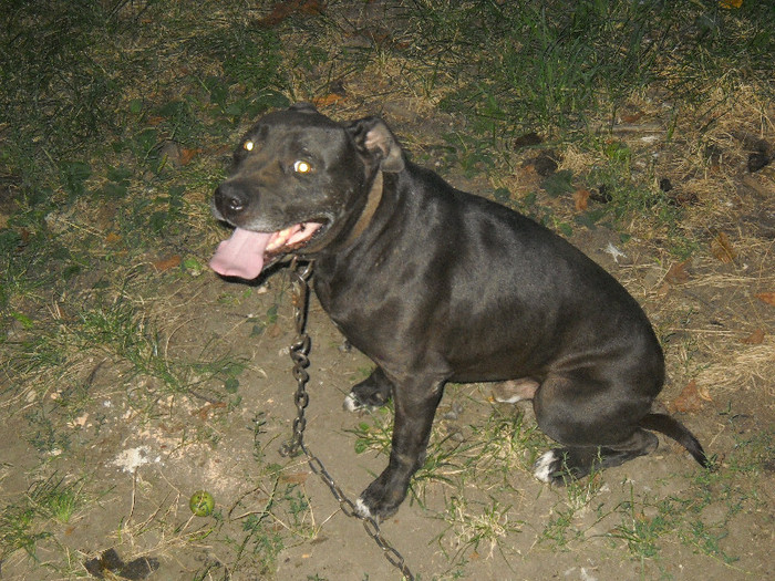 DSCN2676 - Agentul de paza PITBULL