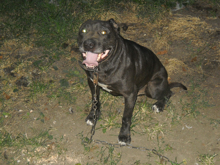 tyson - Agentul de paza PITBULL