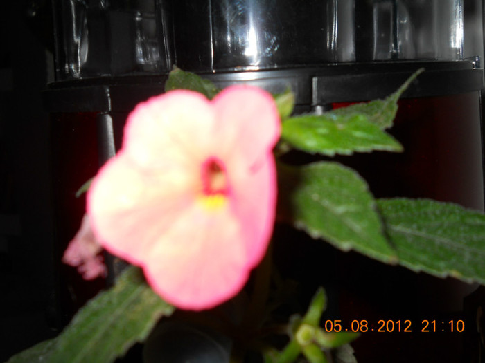05,08.2012 010 - ACHIMENES- KOHLERIA SI EUCODONIA
