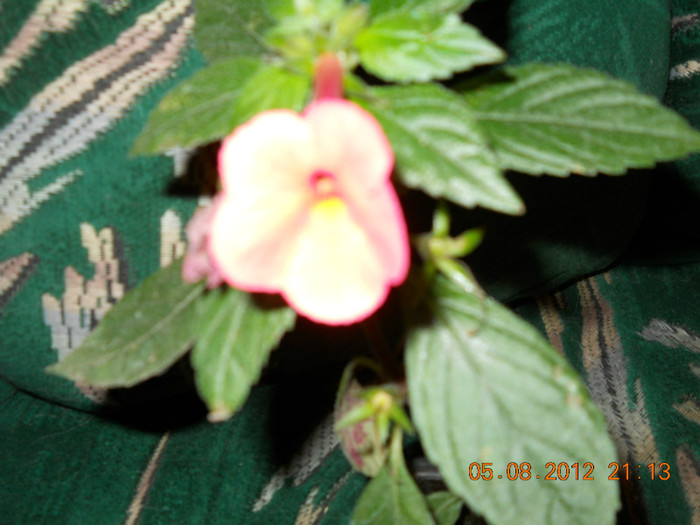 05,08.2012 018 - ACHIMENES- KOHLERIA SI EUCODONIA