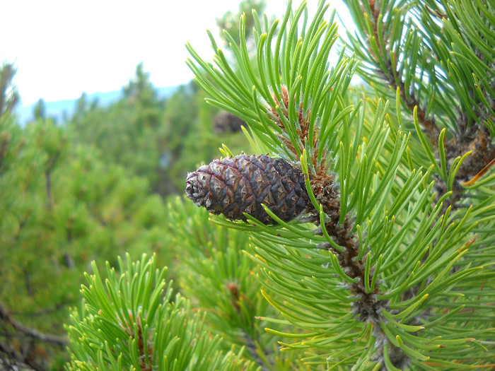 0 - Piatra Craiului -Pietricica