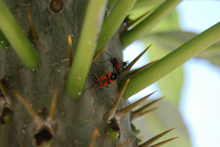 DSC_3776 - ziua 5