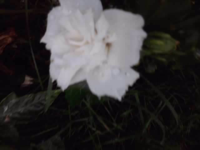 P040812_19.18_[05] - roze 2012-2