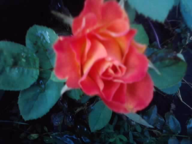P040812_19.19_[01] - roze 2012-2