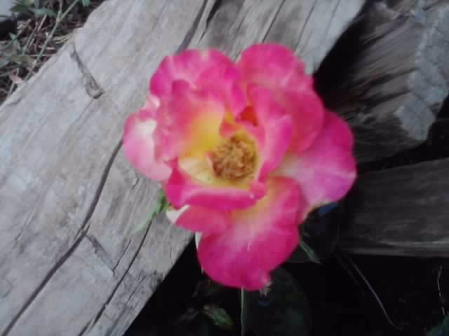 P040812_19.19_[02] - roze 2012-2