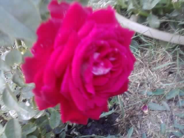 P040812_19.23_[01] - roze 2012-2