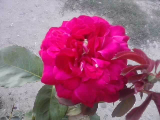 P040812_19.24 - roze 2012-2