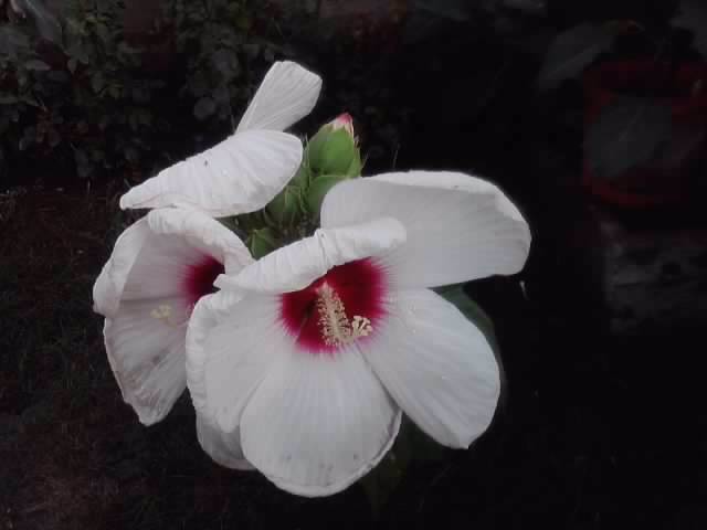 P040812_19.17_[03] - roze 2012-2