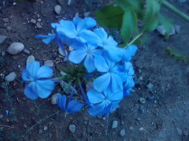 P040812_19.21 - flori de gradina 2012-2