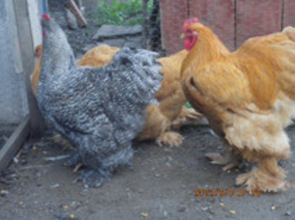 78991132_NAWJURI3