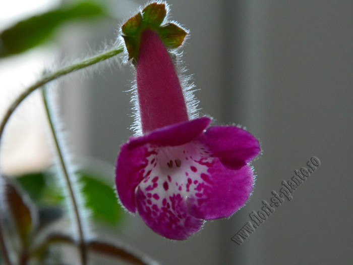 Kohleria Marta (GS); 2012
