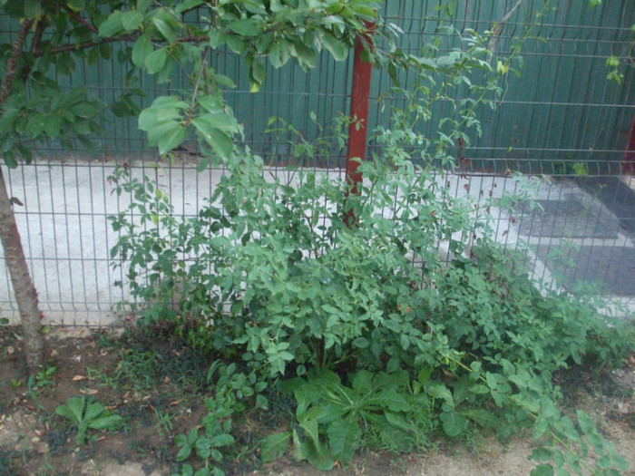 flori 2012 977