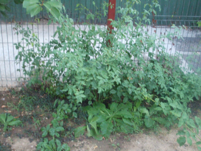 flori 2012 978