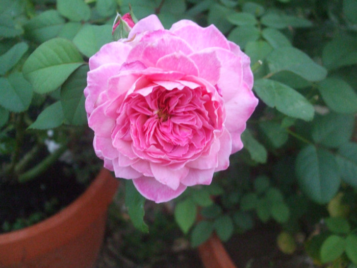 Florajet