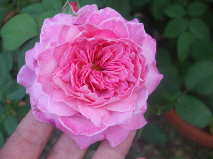 Florajet