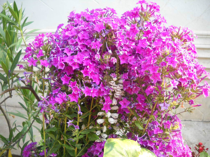 DSCN4218 - 15 flori de iulie 2012