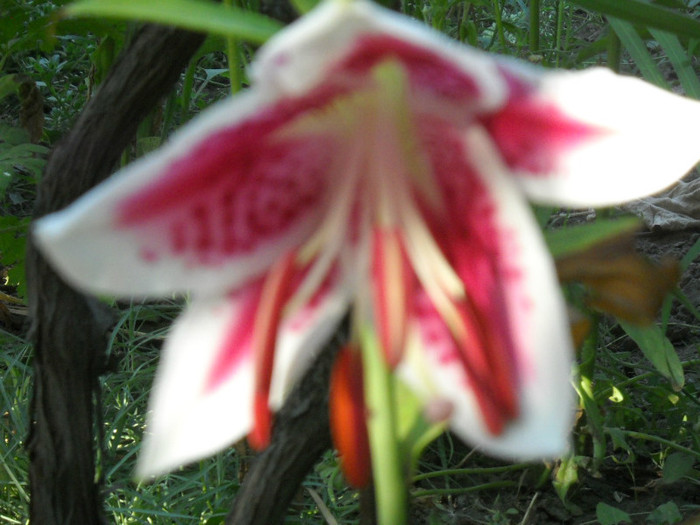 DSCN4200 - 15 flori de iulie 2012