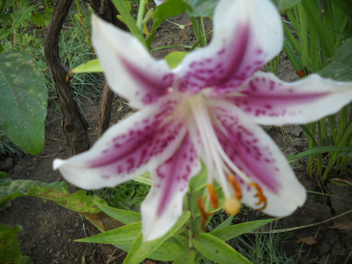 DSCN4215 - 15 flori de iulie 2012