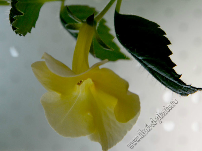 Achimenantha Himalayan Sunrise - ACHIMENES II