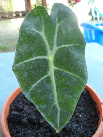 Alocasia amazonica Polly (2012, Aug.06)