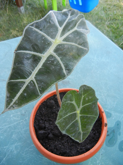 Alocasia amazonica Polly (2012, Aug.06) - Alocasia amazonica Polly