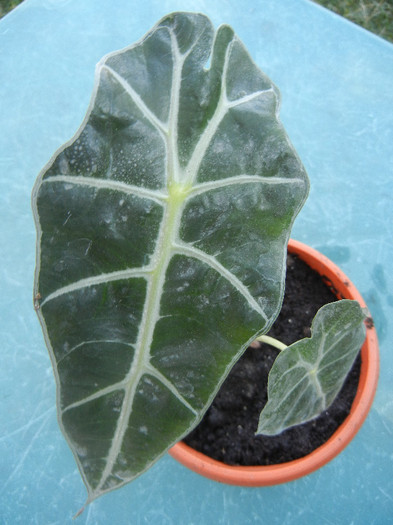 Alocasia amazonica Polly (2012, Aug.06) - Alocasia amazonica Polly