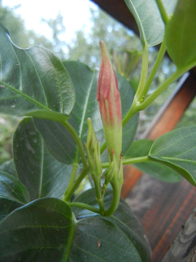 Mandevilla Summer Bell Red (`12, Jul.24) - Mandevilla Summer Bell Red