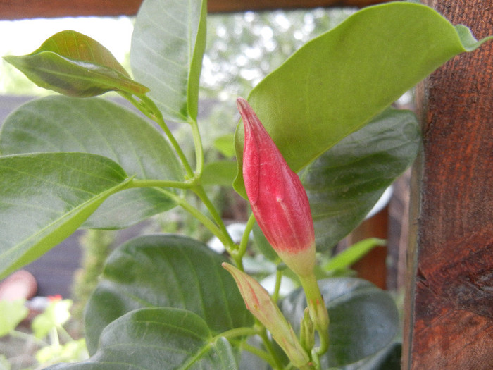 Mandevilla Summer Bell Red (`12, Jul.30) - Mandevilla Summer Bell Red