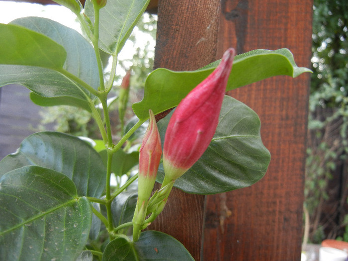 Dipladenia Summer Bell Red (`12, Aug.02) - Mandevilla Summer Bell Red