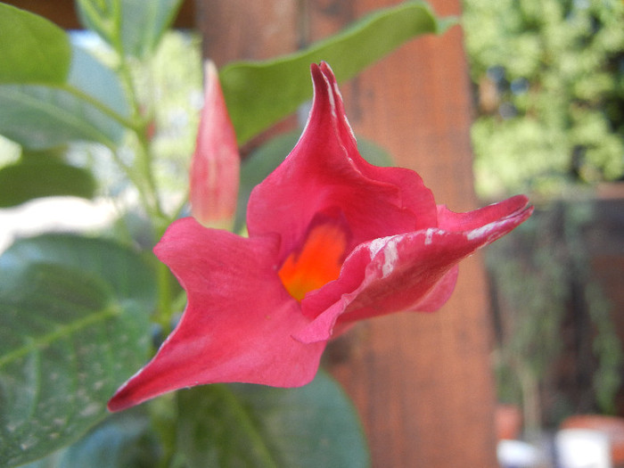 Dipladenia Summer Bell Red (`12, Aug.05) - Mandevilla Summer Bell Red