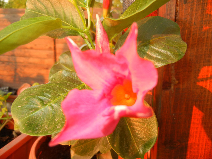 Brazilian Jasmine (2012, August 05) - Mandevilla Summer Bell Red