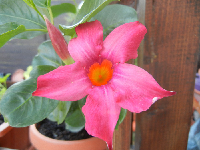 Brazilian Jasmine (2012, August 06) - Mandevilla Summer Bell Red