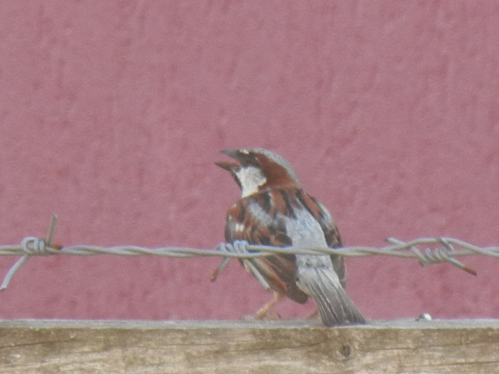 House Sparrow_Vrabiuta (2012, Aug.05) - House Sparrow_Vrabiuta