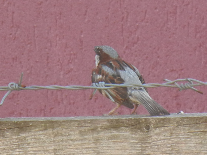 House Sparrow_Vrabiuta (2012, Aug.05) - House Sparrow_Vrabiuta