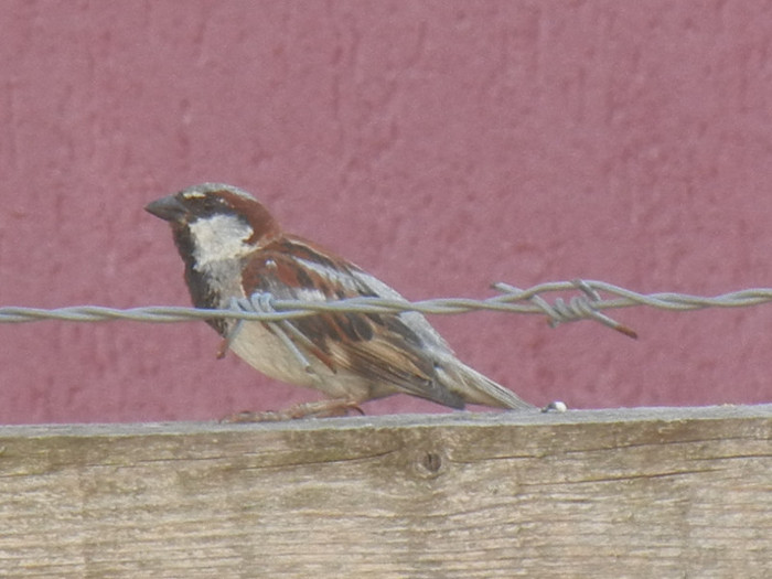 House Sparrow_Vrabiuta (2012, Aug.05)