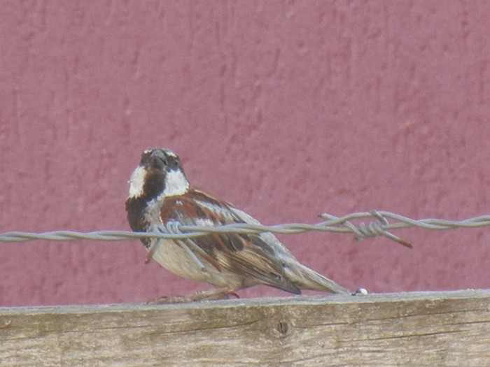 House Sparrow_Vrabiuta (2012, Aug.05)