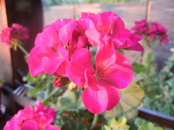 Bright Odette Geranium (2012, Aug.05) - Geranium Bright Odette