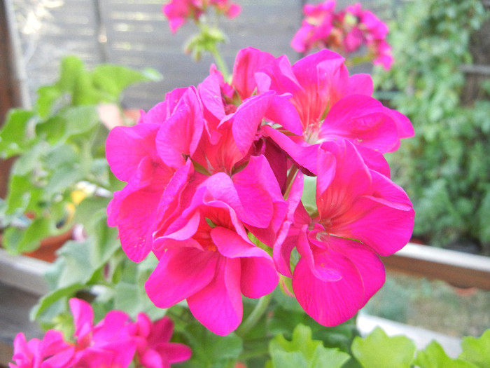 Bright Odette Geranium (2012, Aug.06) - Geranium Bright Odette