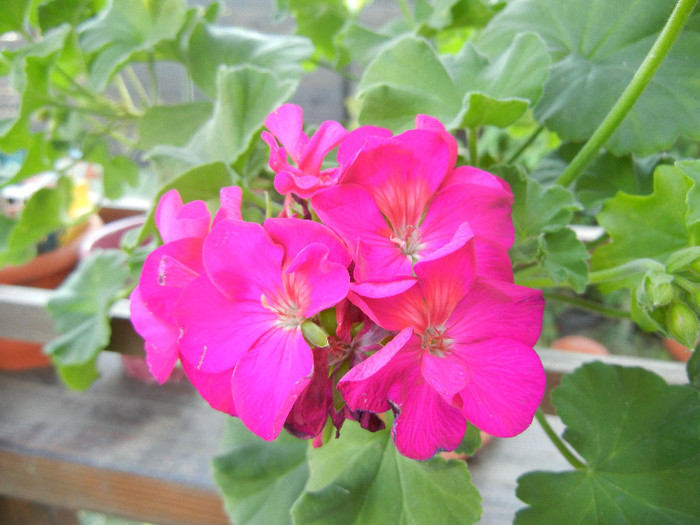 Bright Odette Geranium (2012, Aug.06) - Geranium Bright Odette