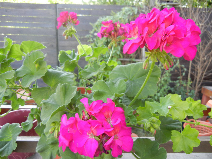 Bright Odette Geranium (2012, Aug.06)