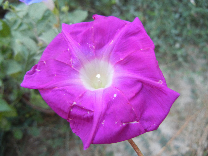 Picotee Morning Glory (2012, Aug.05) - Picotee Morning Glory