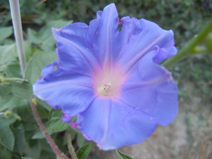 Picotee Morning Glory (2012, Aug.05)