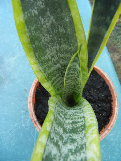 Sansevieria Laurentii (2012, Aug.06) - Sansevieria Laurentii