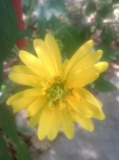 Imagine1952 - Florile mamei 2012