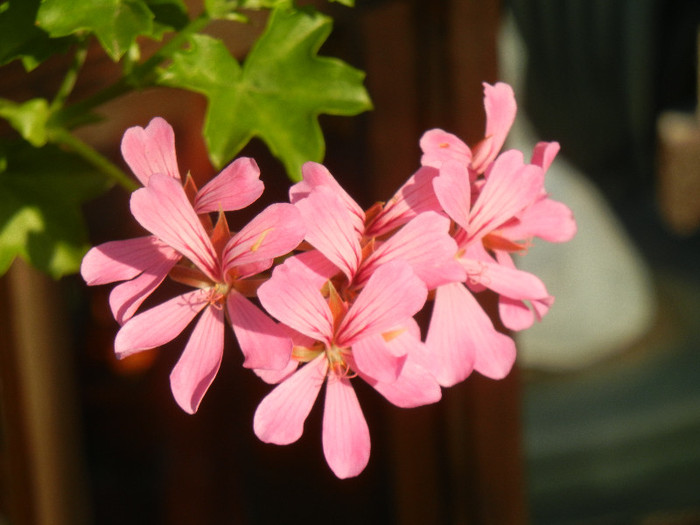 Mini Cascade Pink (2012, Aug.05) - Ivy-geranium Mini Cascade Pink