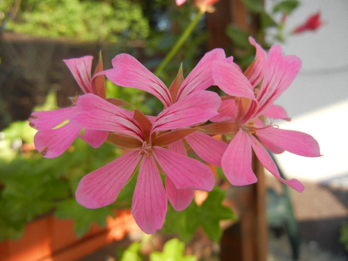 Mini Cascade Pink (2012, Aug.05) - Ivy-geranium Mini Cascade Pink