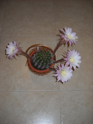 6.August a inflorit!a 2 oara