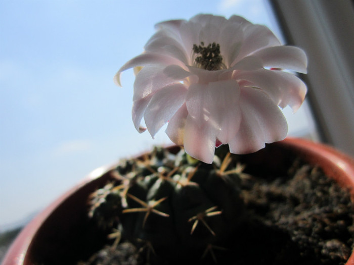 Gymnocalycium